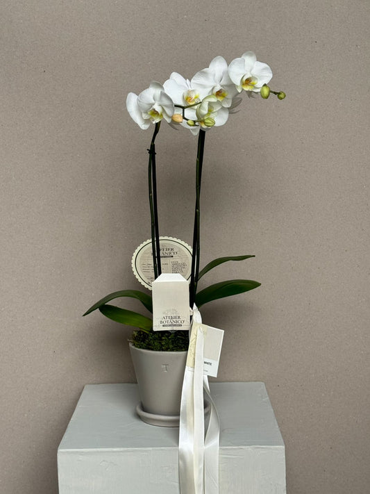 ORCHID NO.3