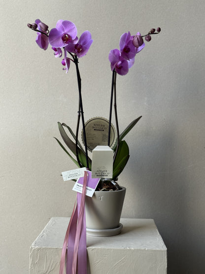 Selected Orchid in Ceramic Planter