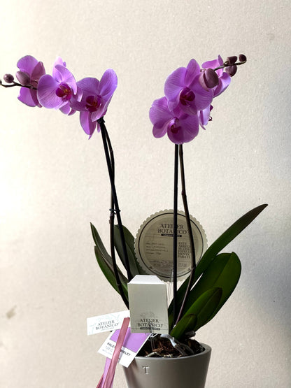 Selected Orchid in Ceramic Planter