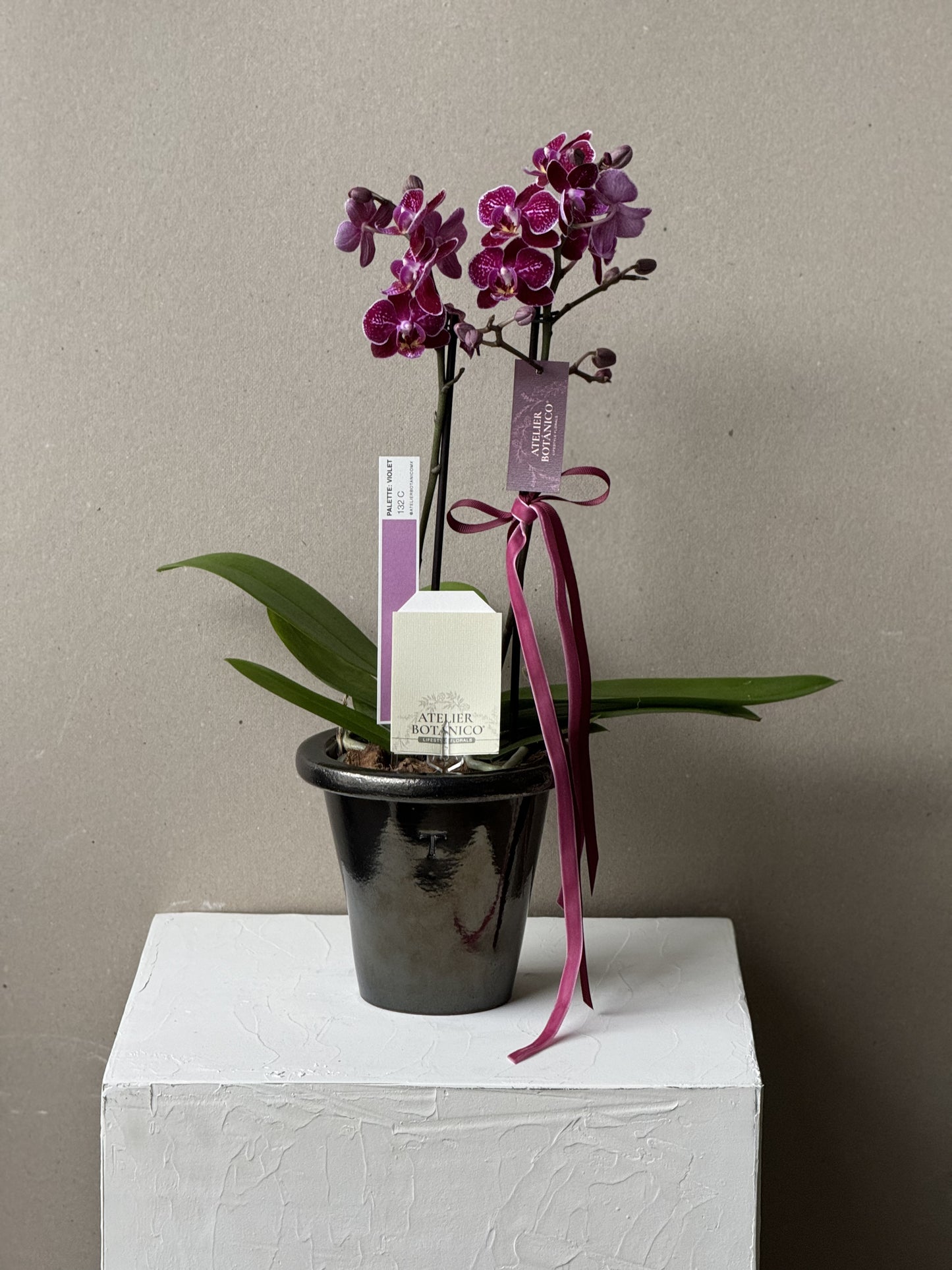 Orchid No.2