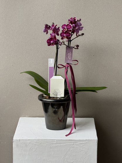 Orchid No.2