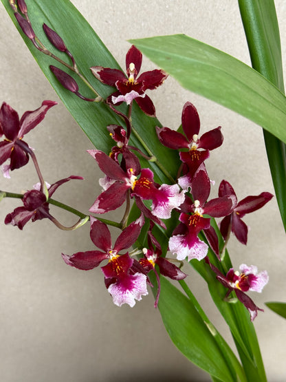 Exotic Cambria Orchid in Ceramic Planter