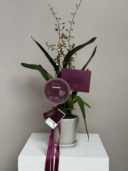 Exotic Cambria Orchid in Ceramic Planter (Pieza Única) Vino & Amarillo