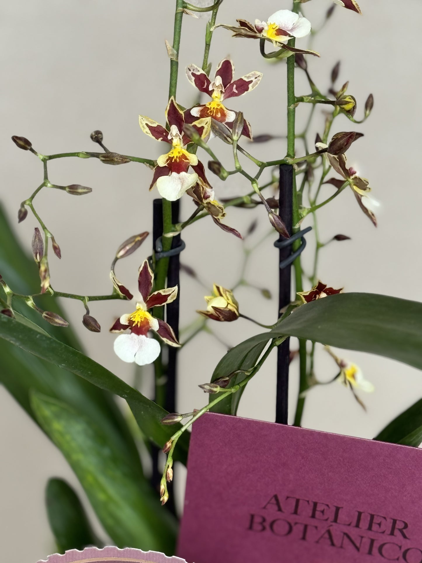 Exotic Cambria Orchid in Ceramic Planter (Pieza Única) Vino & Amarillo