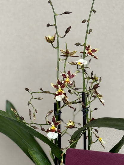 Exotic Cambria Orchid in Ceramic Planter (Pieza Única) Vino & Amarillo
