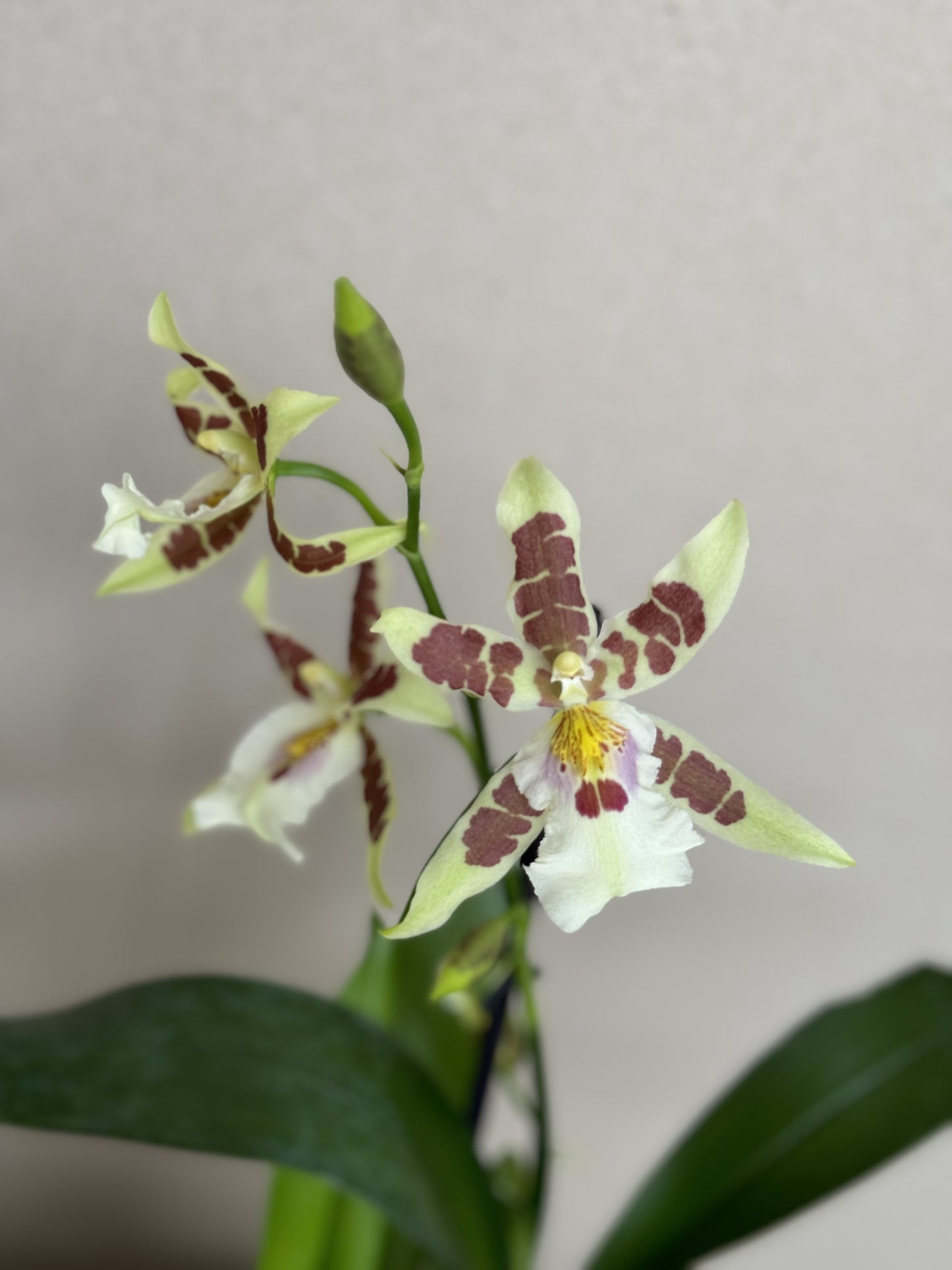 Exotic Cambria Orchid in Ceramic Planter (Pieza Única) Verde, Blanco & Vino