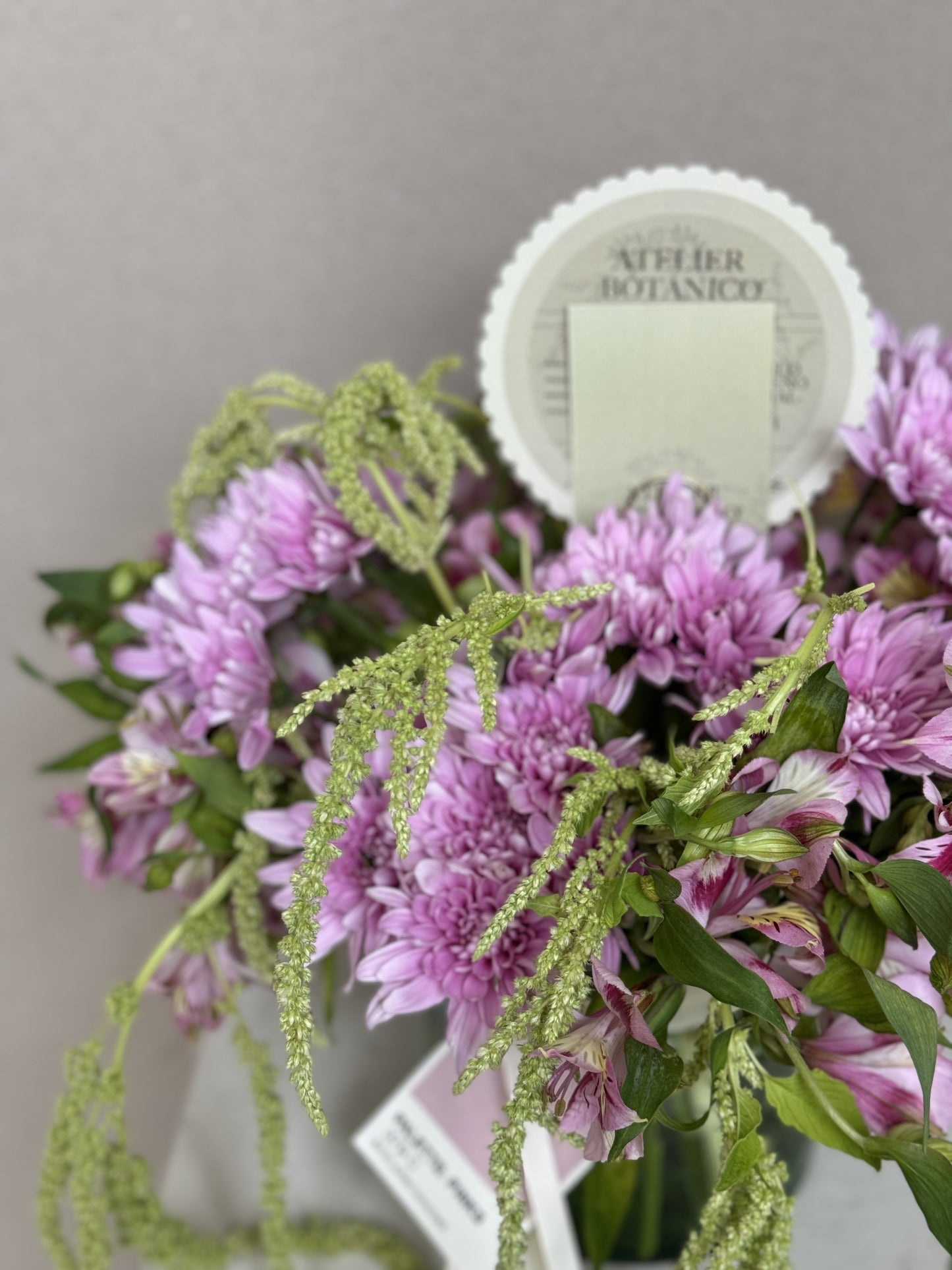 Amaranthus No.1