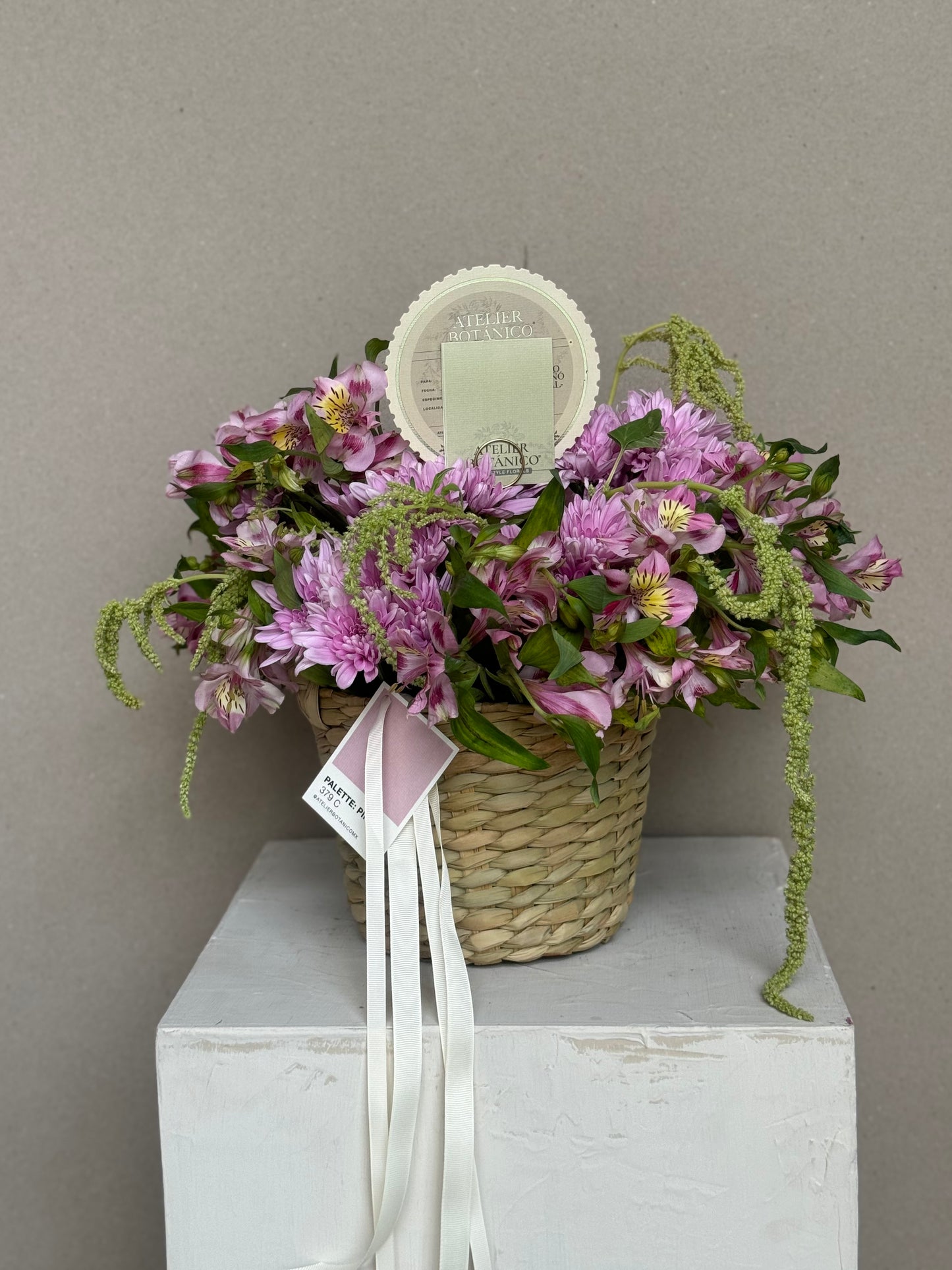 Amaranthus No.1