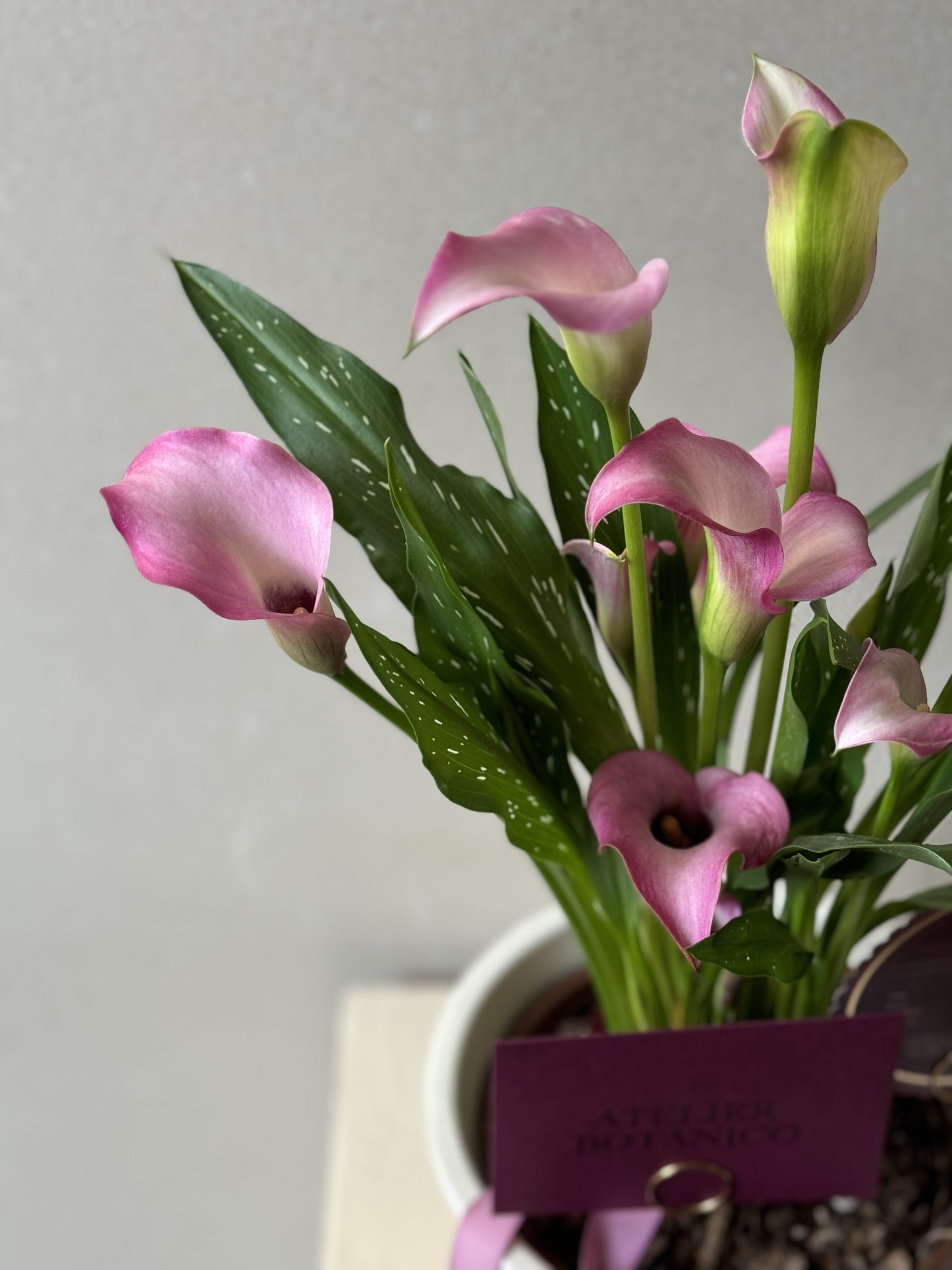 CALALILY PLANTER