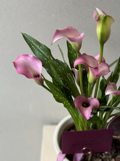 CALALILY PLANTER