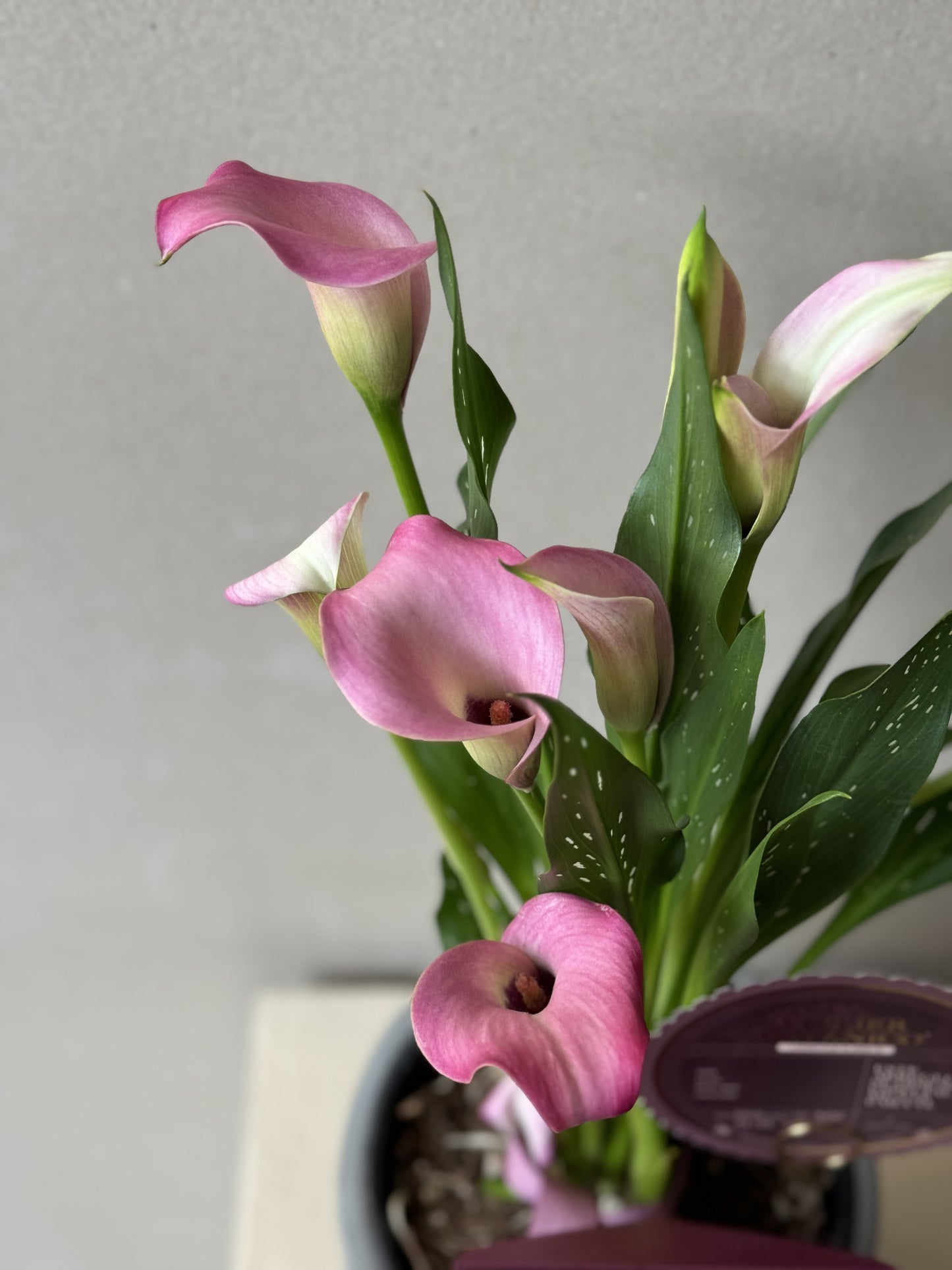 CALALILY PLANTER