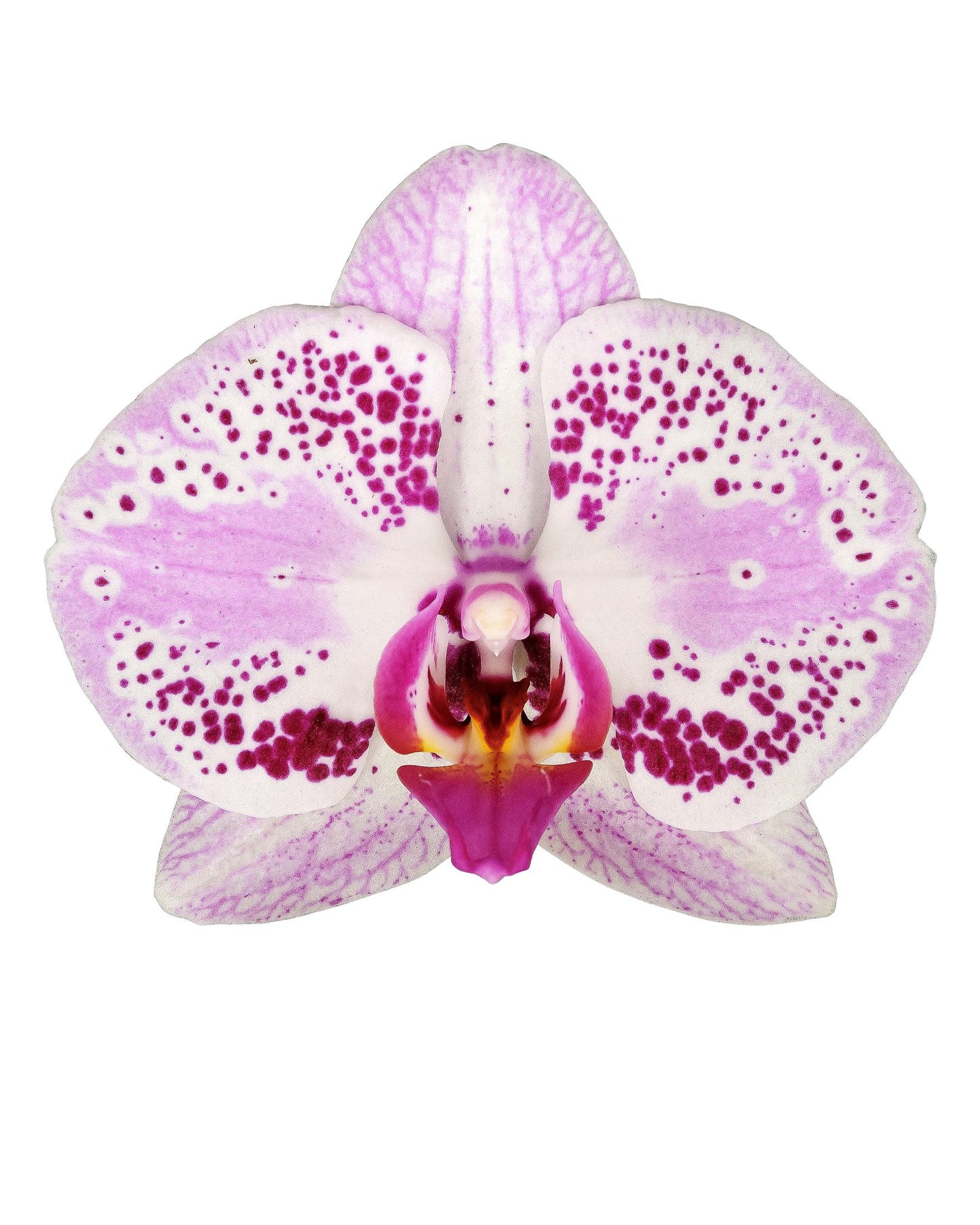 Selected Orchid in Ceramic Planter